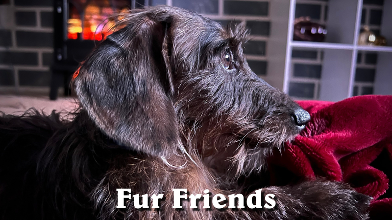 Dog Enthusiast Collection featuring Mowgli our miniature Dachshund